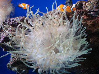Clear view through a very large marine ornamental: a water tank replicating the natural habitat of saltwater fish like butterflyfish, sea anemones and clownfish