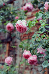 vintage pink climbing rose against a brick wall