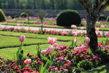 pink tulips in the flowerbeds in the regular Park in France