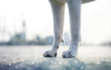 Die Beine und Pfoten eines Labrador Retriever Hundes als Hintergrund im Schneeregen