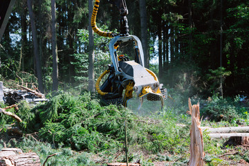 Timber harvester, operating head. Forest cutting. Forest cutting with the help of a harvester....