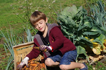 enfant récoltant des carottes au potager