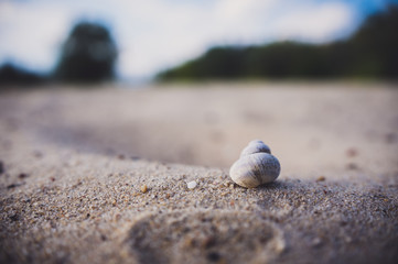 Fototapeta na wymiar Seashell on the sand
