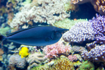 Fototapeta na wymiar Fish and corals