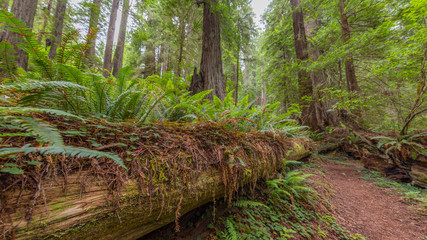Huge logs overgrown with green moss and fern lie in the forest. A path in the amazing green forest of sequoias. Redwood national and state parks. California, USA