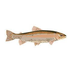 natural flat trout