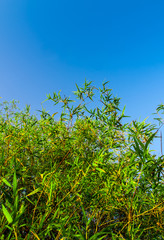 Freshness green color leaf of bamboo