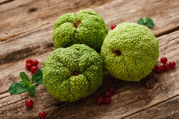 Green osage orange with viburnum berries on wood. Top view on three Adam's apples on wood flat lay with red berries and leaves. Exotic, tropical, alternative medicine concept