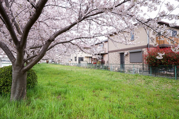 Fototapeta na wymiar 桜並木とマイホーム