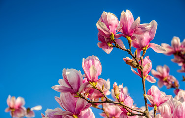 magnolia flowers on a blue sky background © Pellinni