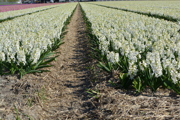Fototapeta na wymiar white hyacinth in a field a field in South-Holland