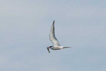 Common Tern flying with fish