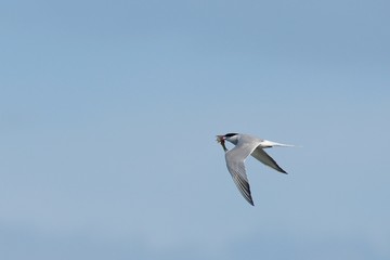Common Tern flying with fish