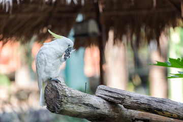 A cockatoo on a tree branch, Cockatoo on a perch