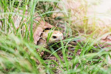 Turtle crawls through the grass on the shore of a pond