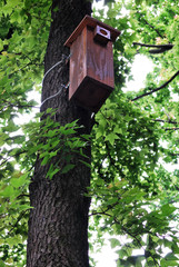 Bird house on tree
