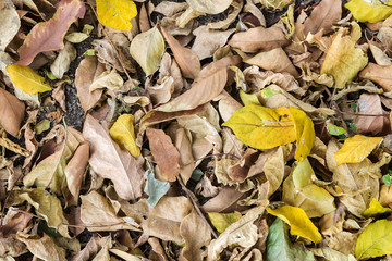 Dry leaves background, fallen leaves on ground