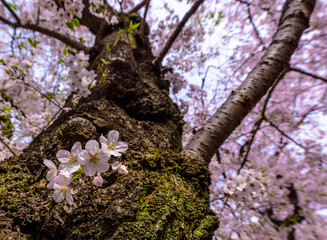 千鳥ヶ淵の桜