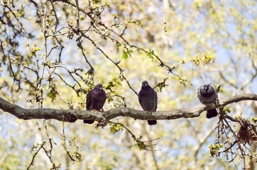 Grey Urban Pigeons On Branch With Blue Sky