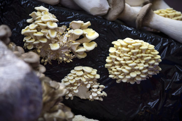 Austernpilze
 Pilze in einer Zucht