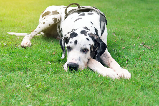 Black and white great dane on  green grass