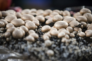 Champignons auf einer Aufzuchtsfläche