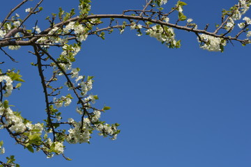 white wild flowers