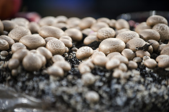 Champignons auf einer Aufzuchtsfl&auml;che