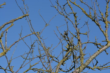 branches with blue sky background
