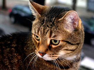 Hauskatze vor dem Fenster.