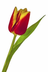 A reddish yellow tulip