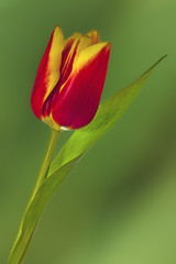 A reddish yellow tulip