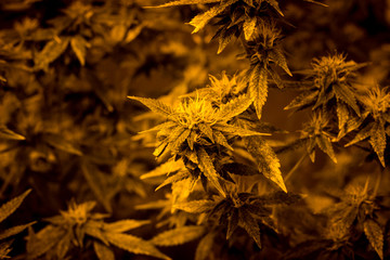 Harvest Moon Medical Marijuana