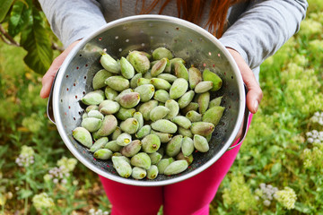 Fresh Green Almonds