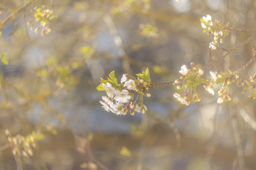 Kirschblüten