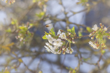 Kirschblüten