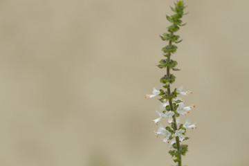 Basil - manjericão