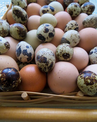 Fresh chicken and quail eggs for Easter.