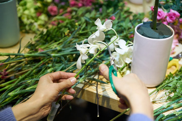 Female hands pruning  flowers