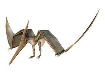 3D Rendering Pteranodon on White © photosvac