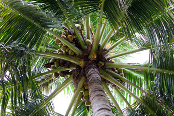 Coconut tree in Maldives