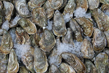 Oysters on Ice