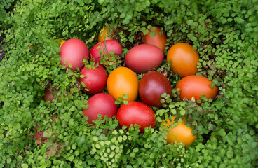 Red and orange Easter eggs in a green nest - hiding in foliage