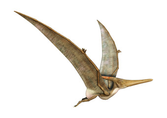 3D Rendering Pteranodon on White © photosvac