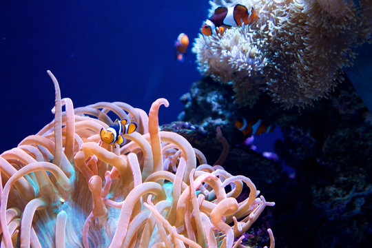 SEATTLE, WASHINGTON, USA - JAN 25th, 2017: Sea anemone and a group of clown fish in marine aquarium on blue background.