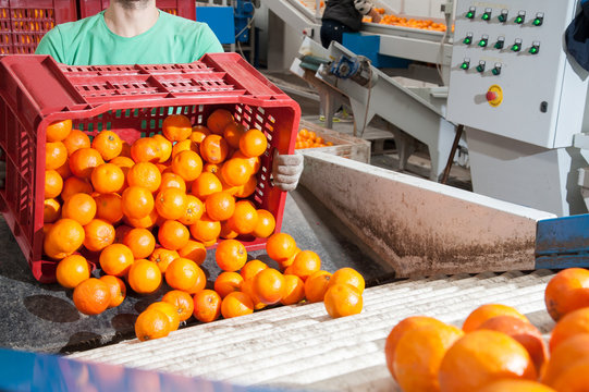 The production line of citrus fruits: a worker unloading boxes full of tarocco oranges in a roll conveyor belt