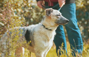 Curious puppy black and white  half-blood dog standing near the man's legs in the meadow