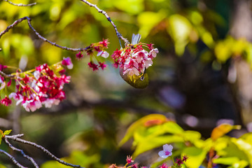 The Japanese White-eye and cherry blossoms. Located in Tokyo Prefecture Japan.