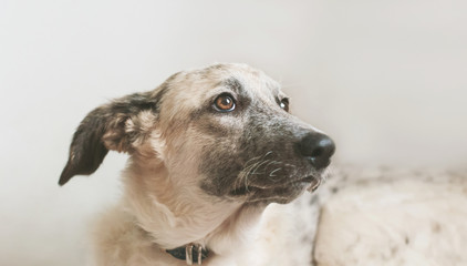 Close-up view of lying puppy black and white half-blood dog