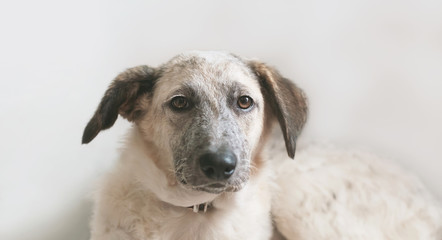 Close-up view of lying puppy black and white half-blood dog